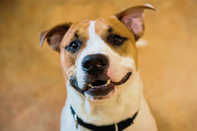 1312999_web1_gtr-dogeyes002-062119