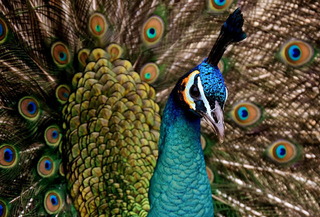 1316752_web1_Peacock