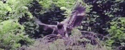 1323196_web1_ptr-hawkEagle-062219