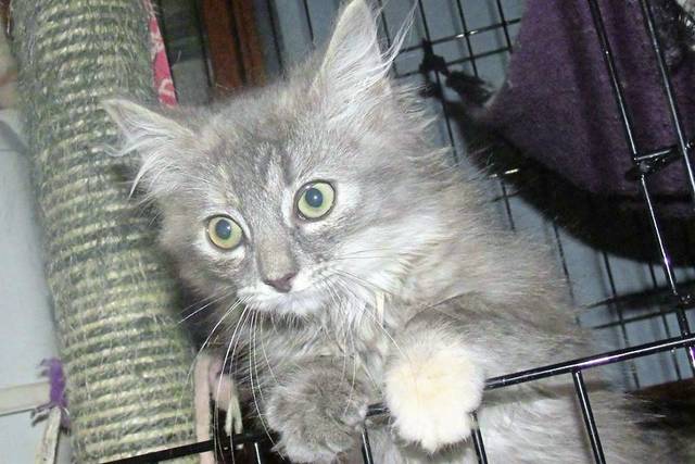 1331229_web1_gtr-liv-catvideos1-062519