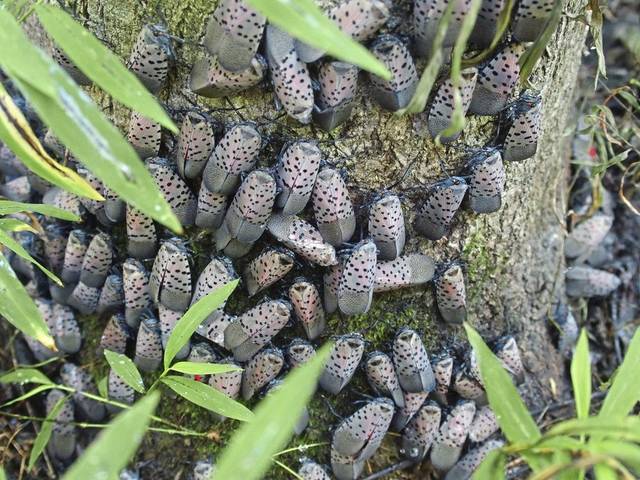 1332248_web1_nj-invasiveplants-041119