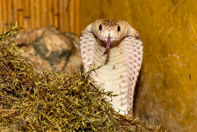 1335072_web1_ptr-cobra-062619