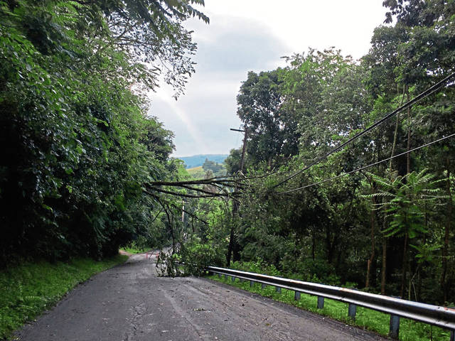 1347378_web1_vnd-TreesDown-062819