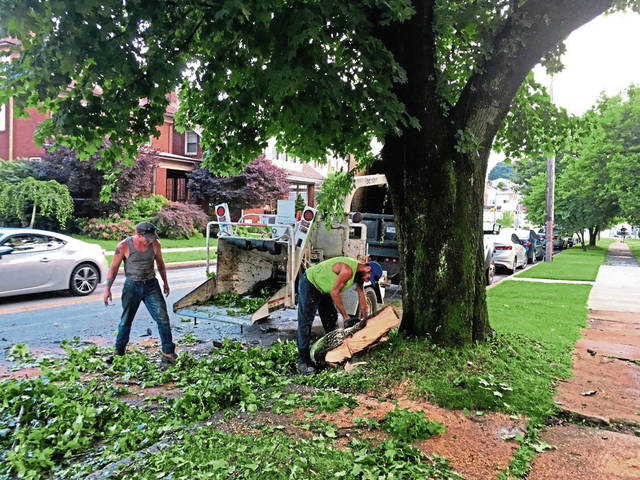 1347378_web1_vnd-TreesDown4-062819