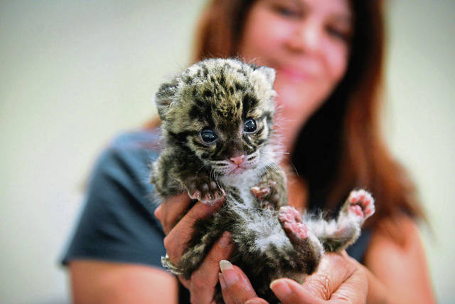 1040368_web1_ptr-leopardcub5-041919