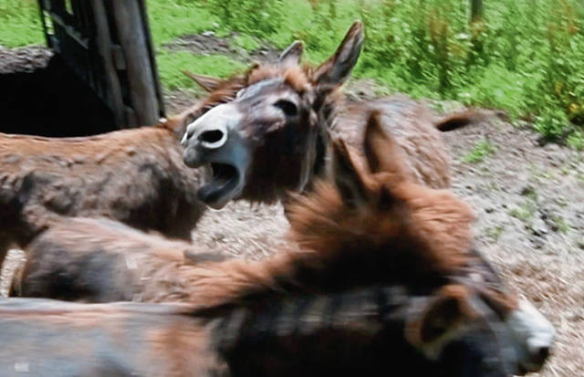 1337116_web1_VND-DonkeyGuard4-070119