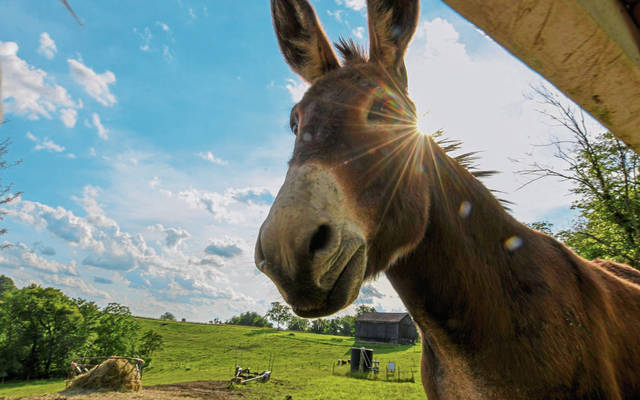 1337116_web1_VND-GuardDonkey1-063019