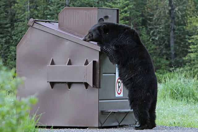 Bell Acres bears latest in string of regional sightings