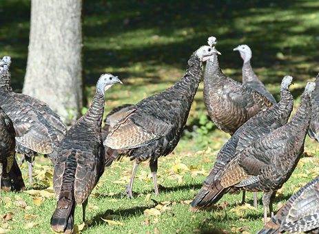 1378296_web1_vnd-turkeySurvey