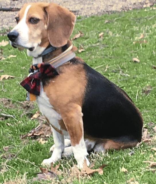 Solutions to pesky chipmunk problems available