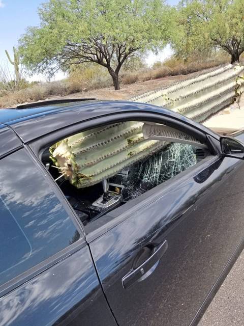 1395747_web1_cactus2