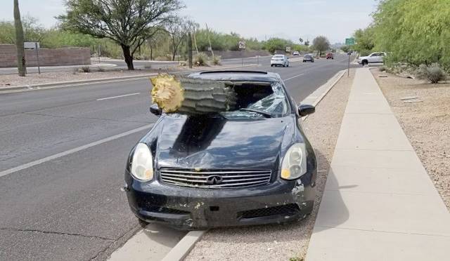 1395747_web1_cactus4