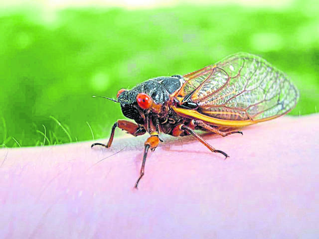 1414804_web1_gtr-OutCicada-051219