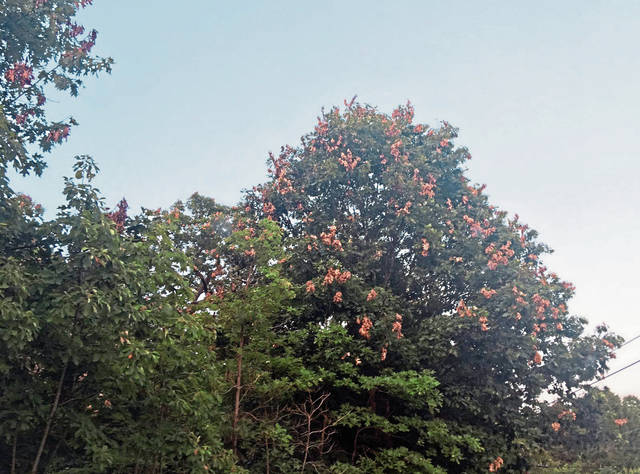 1414804_web1_gtr-browntrees1-071719