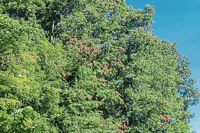 1414804_web1_gtr-browntrees2-071719