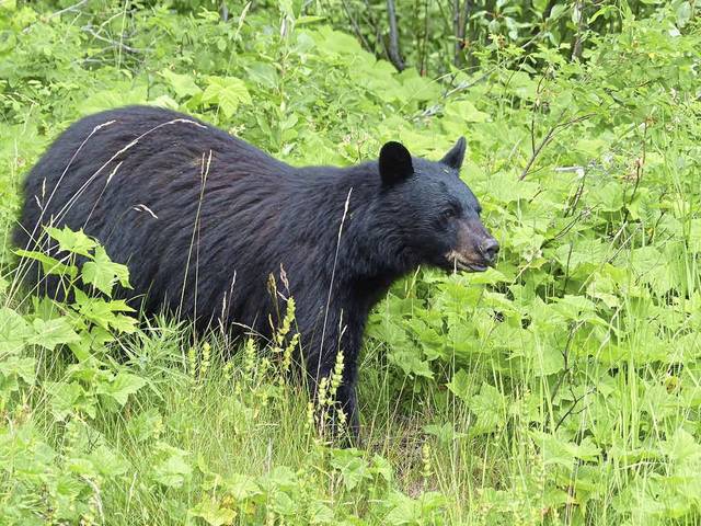 1416592_web1_gtr-BlackBear-122318