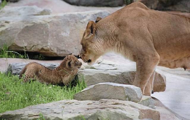 1417875_web1_gtr-lioncub-071719