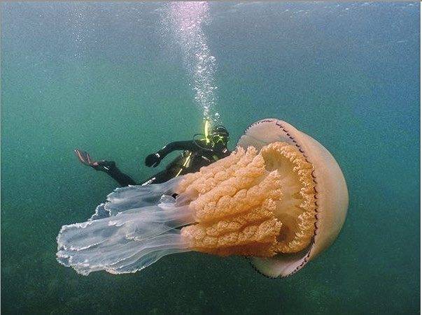 1419236_web1_ptr-JellyFish-071719