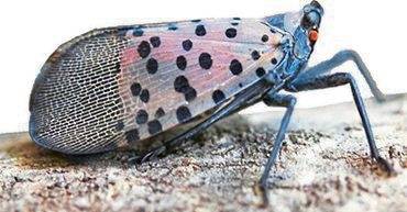 1420432_web1_Lanternfly1