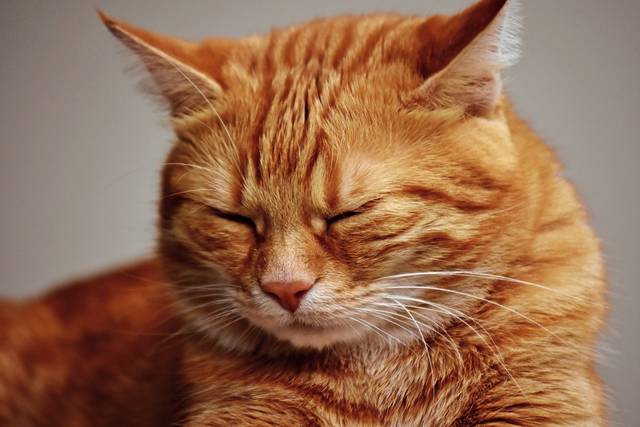 Animal Friends waives adoption fees because of abundance of cats