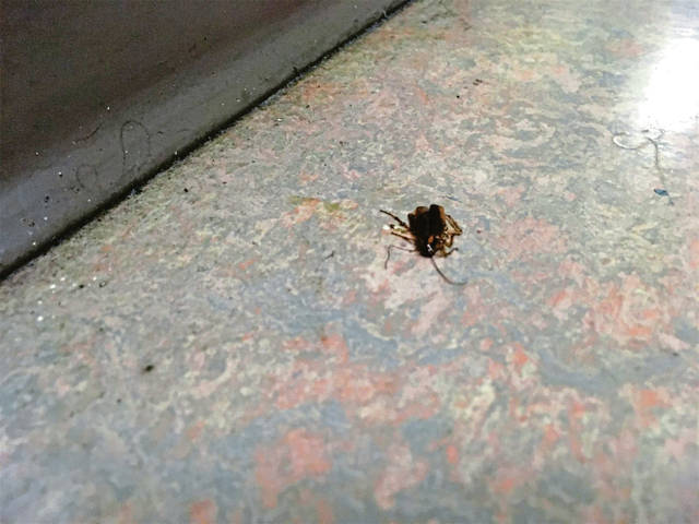 1427881_web1_vnd-roaches03-071919