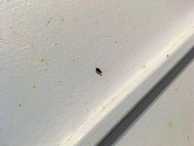 1427881_web1_vnd-roaches04-071919