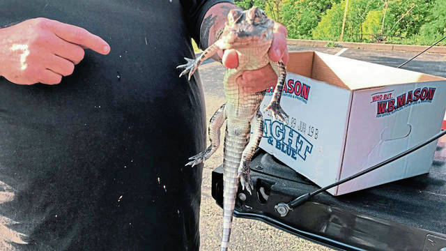 Another alligator found on the lam, this time in Shaler