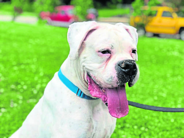 1435195_web1_dog1