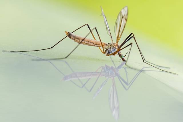 1447386_web1_web-mosquito