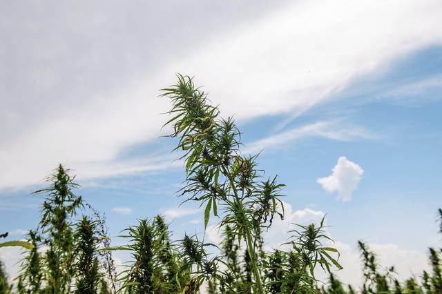 1447659_web1_gtr-HempDay-072419
