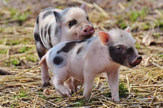 1448867_web1_web-piglet