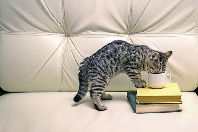 1452568_web1_gtr-liv-catcafe1-072419