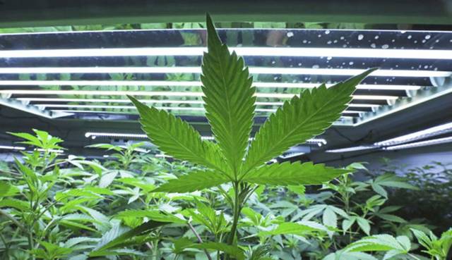 1471953_web1_marijuana