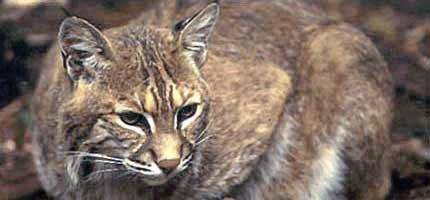 1476167_web1_bobcat