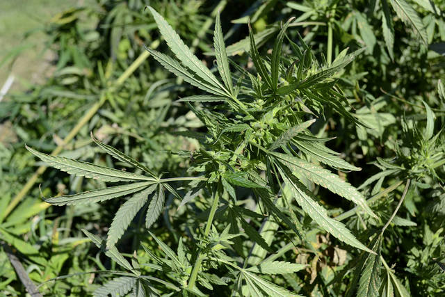 Gov. DeWine signs measure legalizing hemp cultivation in Ohio