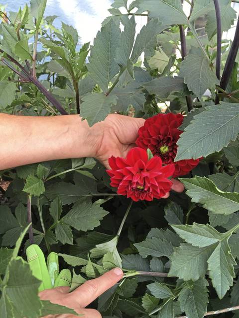 1462916_web1_gtr-liv-cutflowers3-080219