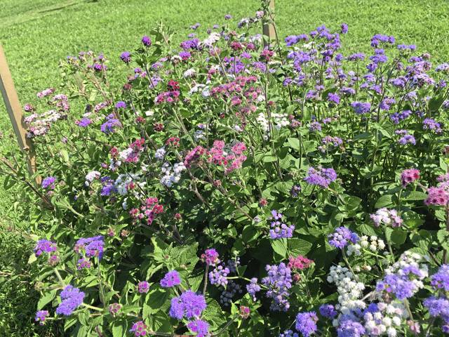 1462916_web1_gtr-liv-cutflowers5-080219