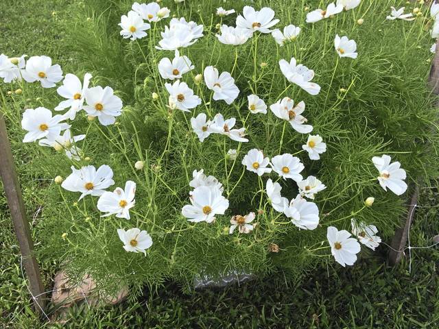 1462916_web1_gtr-liv-cutflowers6-080219