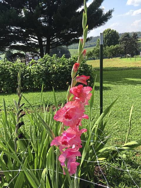 1462916_web1_gtr-liv-cutflowers7-080219