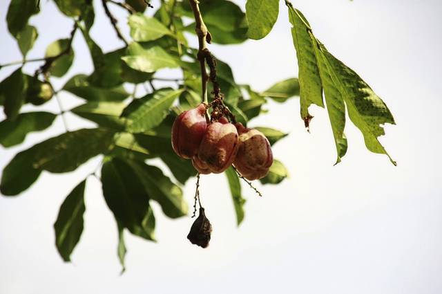 1477112_web1_gtr-liv-fruit-01-080419