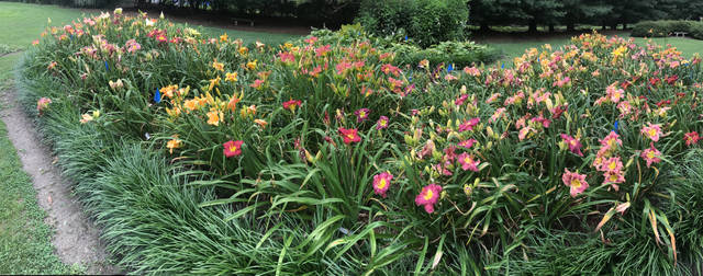 1486045_web1_gtr-liv-daylillies10-080919