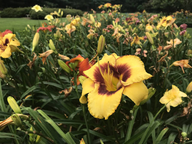 1486045_web1_gtr-liv-daylillies3-080919