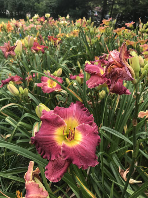 1486045_web1_gtr-liv-daylillies4-080919