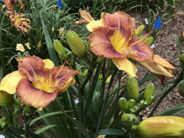 1486045_web1_gtr-liv-daylillies5-080919
