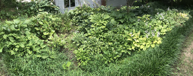 1486045_web1_gtr-liv-daylillies6-080919