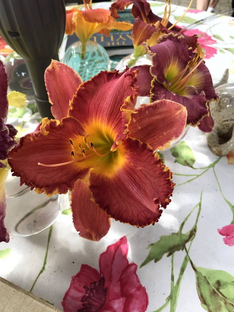 1486045_web1_gtr-liv-daylillies9-080919