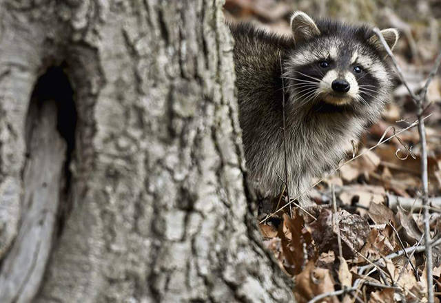 Pine, Richland performing raccoon rabies vaccinations