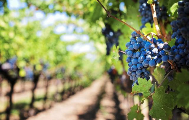 1496972_web1_web-vineyard
