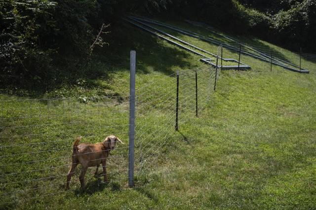 1504129_web1_gtr-NorwinGoats001-080719