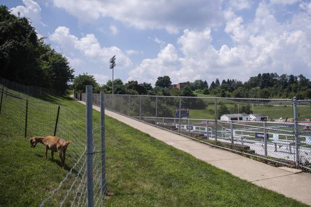 1504129_web1_gtr-NorwinGoats002-080719